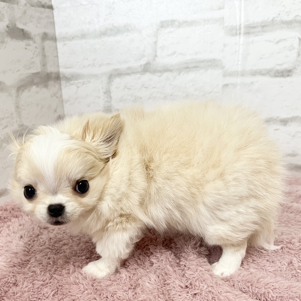 アピールがあざとかわいいチワワくん＊ペットショップ犬の家京都樟葉店